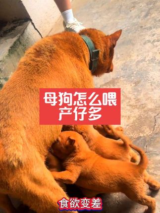 母狗怎么喂 它产仔多 #养狗经验分享 #土狗养殖 #母狗 #狗师傅斯文仔 #肉狗养殖 @抖音小助手