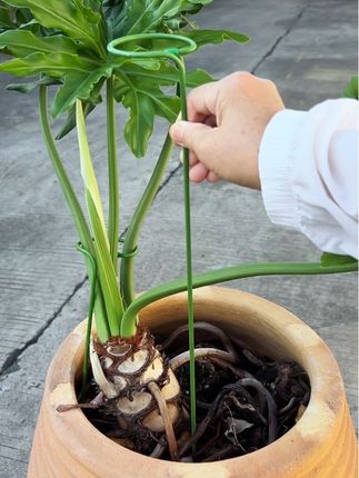 #绿植固定器 #防倒伏支撑杆 #花卉绿植 #园艺 #爱生活爱养花