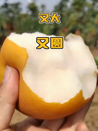 秋月梨#秋月梨 #水果 #秋月梨礼盒 #好物推荐🔥 #四姐分享