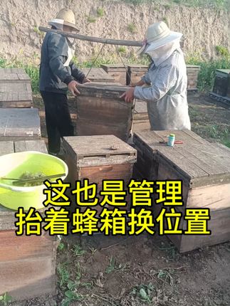 蜂群的管理,不仅限于开箱检查,也包括交换位置 #蜜蜂养殖 #蜜蜂管理 #高原油菜花粉 #花粉膏 #花粉蜂粮
