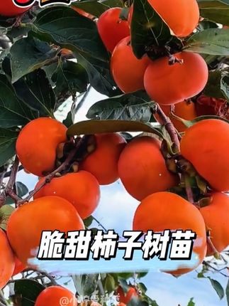 #脆甜柿子树苗 #脆甜柿子 #柿子树 #果树苗 #三农种植