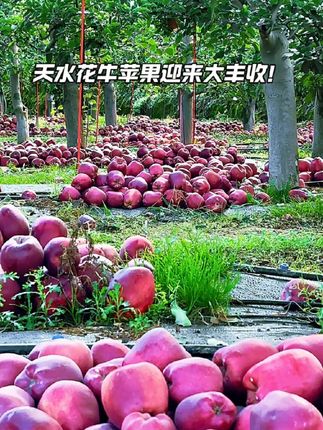 天水的秋天是红色的!天水花牛苹果迎来大丰收!#天水花牛苹果 #天水花牛苹果又大又红 #天水的苹果 #天水在线 #厚道甘肃