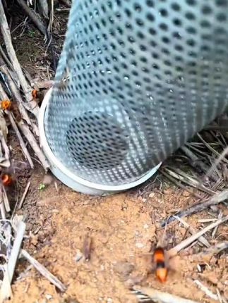 大号加固抗压地蜂笼透气防啃咬收马蜂笼抓地蜂笼野外收蜂笼抓工具#纯天然土蜂蜜 #农家土蜂蜜 #天然蜂蜜 #养蜂日记 #地蜂笼