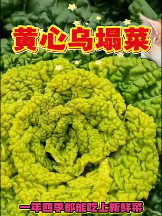 比牛羊肉还香的蔬菜你见过吗?黄心乌塌菜简直绝了!冬天种它最合 适,零下都不怕。生吃脆甜,炒菜香嫩,做汤鲜美。特别是下雪后的乌塌菜,口感更是一绝。现在正是种植好时机,赶紧种起来吧!一年四季都能吃上新鲜菜,再也不用担心冬天没菜吃啦~