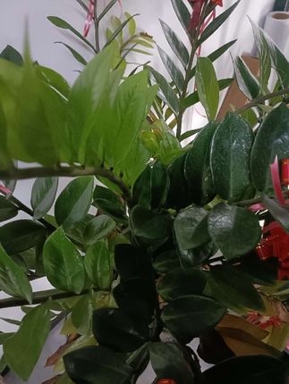 #睫毛夹 #睫毛夹推荐 #家用睫毛夹
