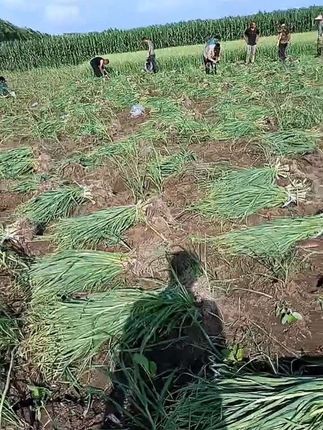 大青蒜又到了收获的季节了