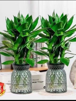 【拍一发二】水培观音竹绿植室内桌面盆景四季常青富贵竹好养盆栽#水培观音竹#观音竹养护#桌面绿植 #桌面盆景