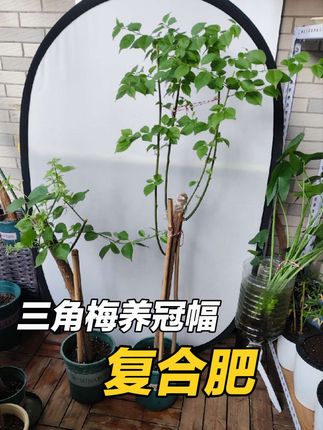 两棵小叶紫嫁接不成功,长原生枝叶,修剪、施复合肥,养冠幅#复合肥 #三元复合肥 #施肥 #三角梅施肥 #三角梅
