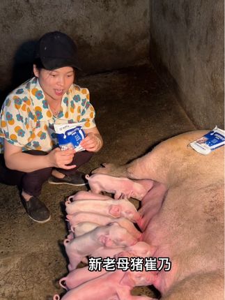 母猪有奶,小猪就吃的饱#养猪人 #自繁自养 #养猪人加油 #自繁自养母猪 #养猪