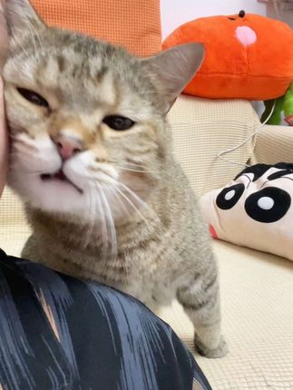 讨吃的的惯用手法!#小猫日记 #猫粮 #弗列加特 #弗列加特牛奶烘焙粮
