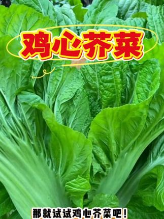 想种能吃一冬天的菜?试试大肉鸡新芥菜!耐寒耐旱好管理,叶片肥 厚脆嫩,生长快还包心,凉拌热炒都香。特别耐寒能越冬,九十月份正是种植好时候,现在种一个多月就能吃上。不挑土壤好养活,喜欢就赶紧种起来吧,优质种子在左下角~