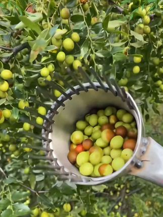 加厚新款摘酸枣采果神器家用上山采摘酸枣不费力摘小枣山枣工具#摘果神器 #方便又实用
