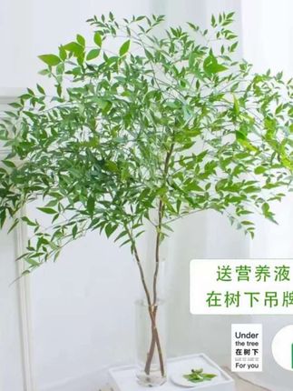 南天竹鲜切枝水培植物室内桌面好养美观大方净化空气绿植#南天竹 #水培植物 #净化空气#桌面植物#水培南天竹