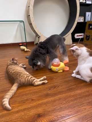 毛孩子之间快乐很简单哦#宠物用品推荐 #猫狗双全 #漏食器 #萌宠好物 #猫玩具