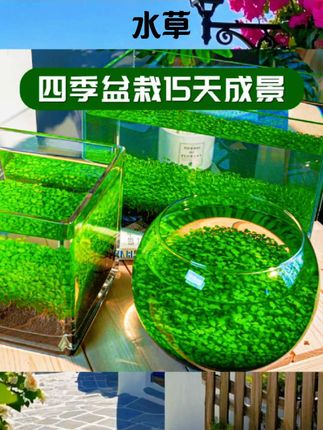 水草泥生态瓶水培植物对叶水草种子桌面景观摆件玻璃鱼缸砂石室内#水族用品 #水族好物 #好物推荐 #好物分享 #水草