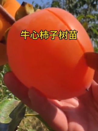 牛心柿子苗树苗庭院种植特大柿子苗嫁接柿子苗#柿子 #农业种植 #优质农产品 #果树苗