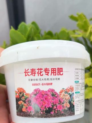 #长寿花 种植,日常养护,施肥必不可少,肥料就用#长寿花专用肥 为长寿花补充养分#长寿花养护 #爱生活爱养花 #养花小知识