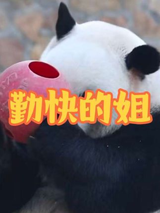 勤快的姐 国宝大熊猫#来这吸熊猫 #大熊猫 #大熊猫福星#大熊猫花点点 #大熊猫萌兰