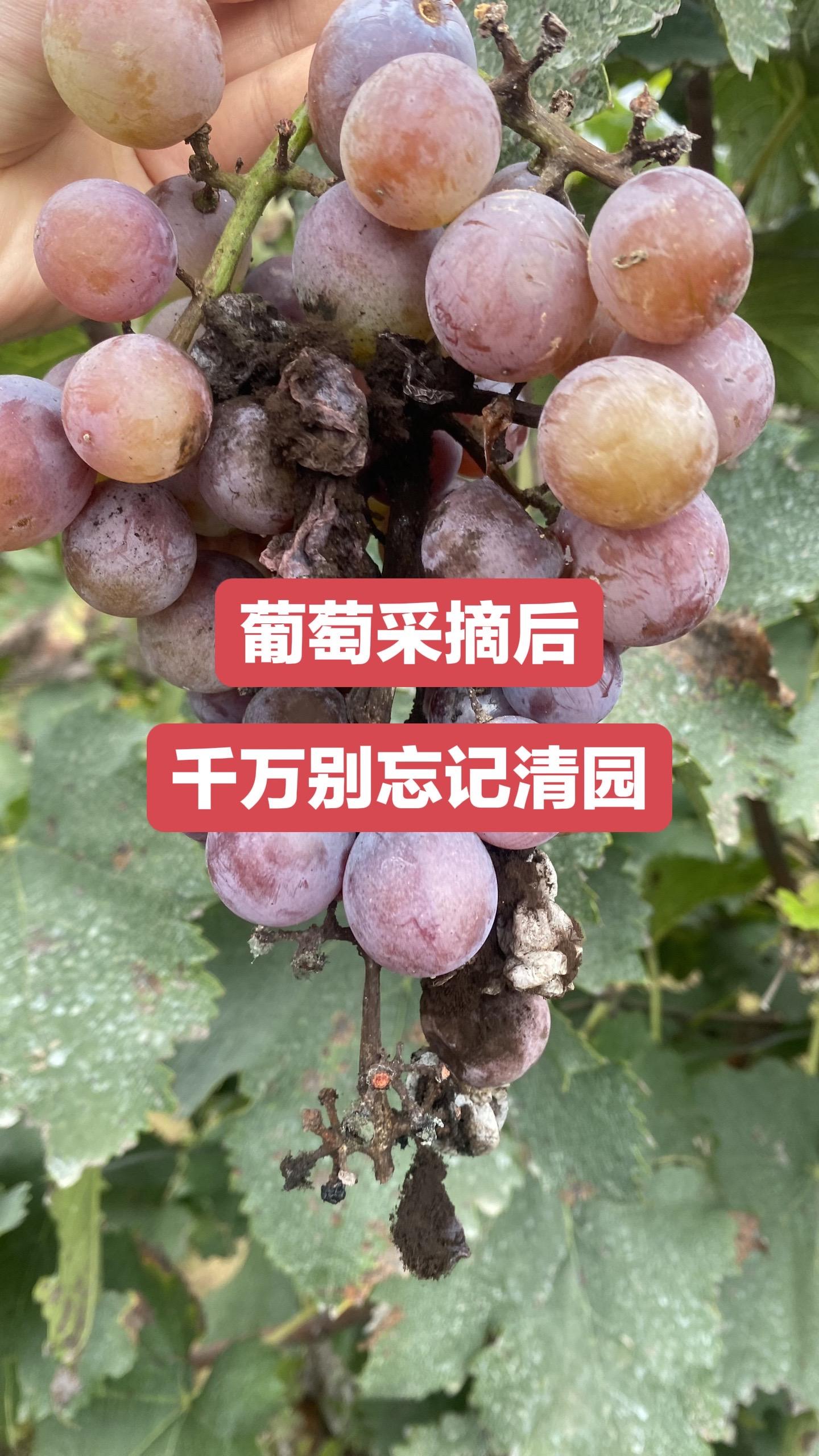 秋季葡萄采摘后,清园工作必不可少!#葡萄清园 #葡萄清园配方 #葡萄管理 #葡萄高产