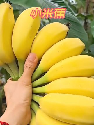 广西小米蕉大丰收#助农#皮薄肉厚#胶胶过好吃