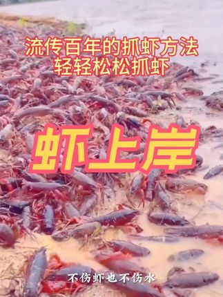 你见过这样的抓虾神器吗?只要把它往水里一撒,就可以让虾乖乖靠边上岸,让你轻松捡虾 #虾上岸#抓虾爆护诱饵#摸鱼抓虾#诱惑剂
