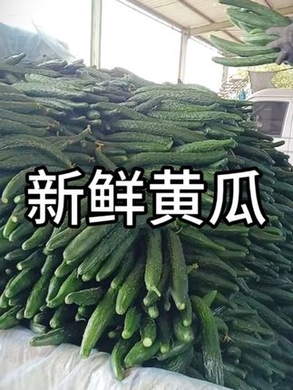 新鲜脆嫩的老品种黄瓜,生吃脆嫩可口,凉拌热炒也都行,现摘现发#黄瓜 #新鲜黄瓜 #老品种黄瓜 #优质农产品 #青瓜
