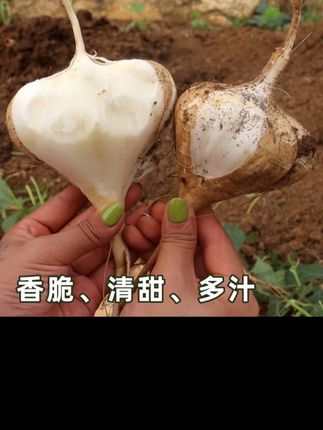 贵州地萝卜)新鲜凉薯白地瓜现摘沙葛皮薄肉厚脆甜多汁,#囗感特别好 #春日好时光美食 #好东西一起分享