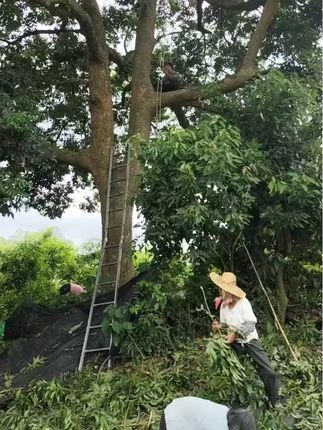 #橄榄核#原生态#大山里的原生态 #文玩 #原创视频