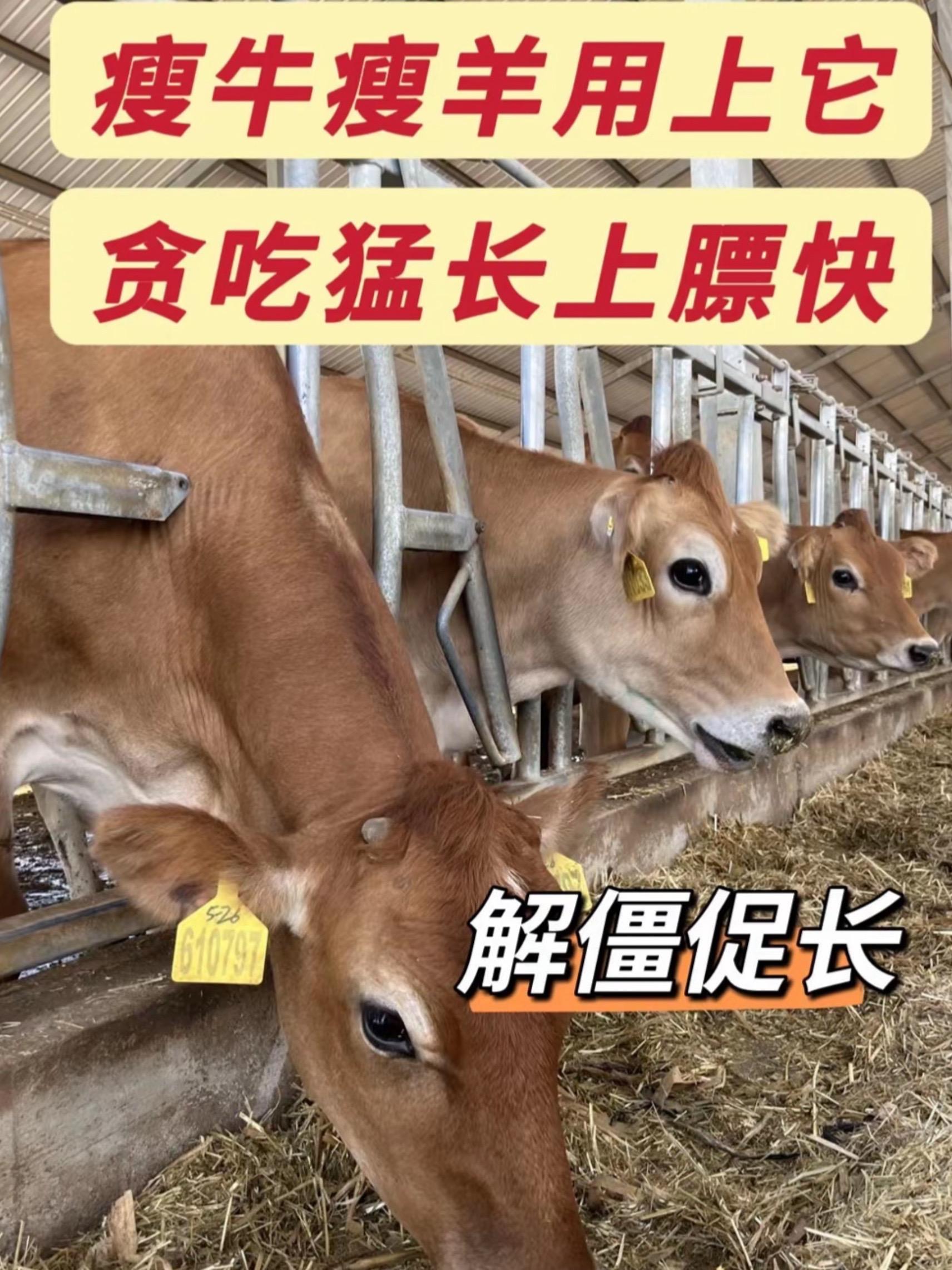 #农村养殖 #瘦牛瘦羊瘦猪#养殖人加油