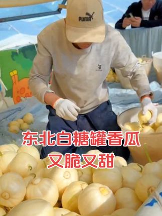 #东北大地白糖罐香瓜#又脆又甜嘎嘎好吃#现摘现发#东北老品种香瓜#小时候的味道