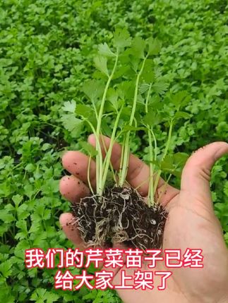 芹菜苗 #种菜 #蔬菜种植 #芹菜