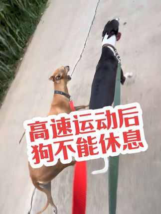 #格力犬 #工作犬 #猛犬 #赛级犬
