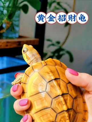 黄金龟 谁能扛得住巴西龟情侣的软萌暴击!自带“招财龟”“黄金龟” 美名,圆溜溜的眼睛、小巧的爪子,配上独一无二的龟壳纹理,一举一动都把心戳得软软的,妥妥萌系大赢家✨ 俩龟互动超有戏,凑一起仿佛在说悄悄话,给生活猛灌浪漫,日常甜度直接拉满🍬 超好养活更是一绝!适应力直接拉满,新手也能轻松驾驭,妥妥“零门槛宠物”🐢 养在家里,公龟招财;母龟保平安。看它们慢悠悠游弋超治愈,还自带长寿象征,陪你把平凡日常过成诗,见证岁岁年年的小美好~ #观赏龟 #宠物龟 #黄金龟 #治愈小宠