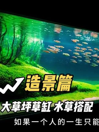 如果一个人的一生只能选择一口缸,首选一定是这种风格,开阔式大草坪..#鱼缸造景 #鱼缸里的大自然 #开缸 #草缸造景教程  #水草缸