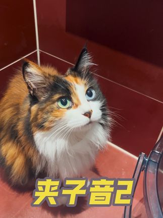 最近是话唠小猫 夹不夹 #三花猫 #异瞳 #夹子音 #ssr #异瞳三花猫
