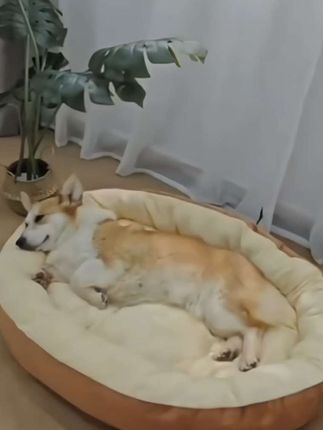 狗窝猫窝四季通用窝加厚舒适凉席窝垫子中小型犬泰迪猫窝宠物狗窝#宠物用品#宠物#宠物窝#猫狗通用#四季通用