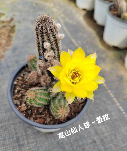 感觉高山家的普拉,开花都是异乎寻常的漂亮!花朵够大,层次感强,色泽浓艳,这也许就是老品种白檀稳定的基因优势吧😄😄期待花开时(感谢店家送我的两颗阳橙侧芽)。给全五分好评!感恩遇见!感谢抖音平台!🌹#我在抖音买买买