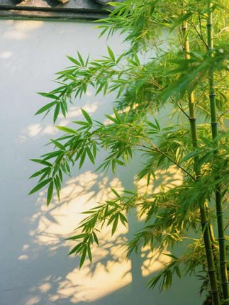 #杜克和一哥 #杜克环游世界 #孟加拉的故事 #交换世界