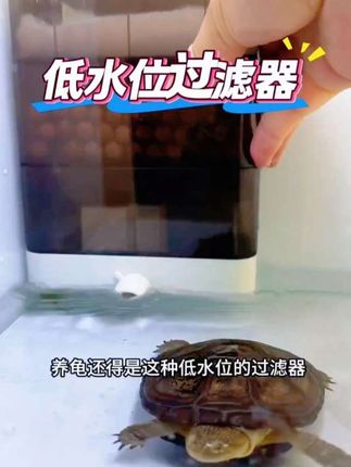 低水位鱼缸龟缸过滤器多重过滤可调节水流#过滤器 #养龟日常 #乌龟 #低水位过滤器 #养鱼日记