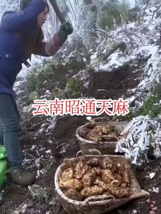 【保真】天麻云南邵通天麻正宗整个干货新鲜天麻片炖汤泡水。#天麻 #云南天麻 #昭通天麻 #云南昭通天麻 #抖音好物分享 @DOU+小助手