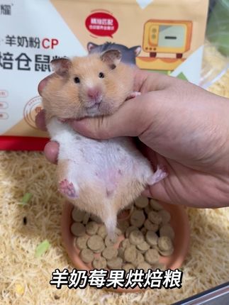 羊奶➕莓果!让鼠鼠一口吃掉全部营养,十多块一包,还送试吃装! #养鼠日常分享 #金丝熊 #仓鼠 #仓鼠烘焙粮