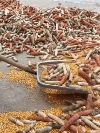 #我要上热门 筛土铲不锈钢漏花生铲子筛粮食过滤网筛子铁锹铲玉米漏铲工具铁铲#农具#铲子#筛子#农用工具@DOU+小助手