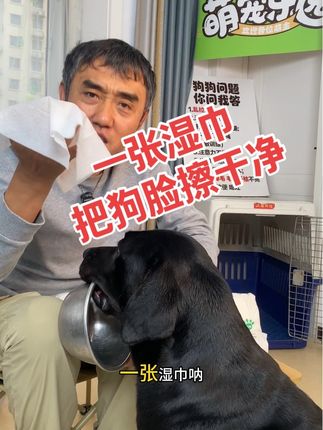 一张湿巾把你的狗脸擦干净! 宠物湿巾大号的来了!宠物专用湿巾一张即可把你的狗脸擦干净#狗狗的心思都写在脸上了 #狗狗 #养狗的乐趣 #狗是人类最忠诚的朋友 #养犬知识