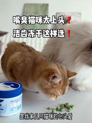 新手养猫注意⚠️别让嘴臭毁了亲亲!铲屎官都难拒绝的洁齿神器#萌宠好物 #萌宠出道计划 #科学养宠攻略 #新手养猫#好物推荐🔥
