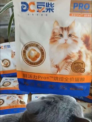 我家猫现在胖乎又顺滑,肠胃好到爆!豆柴我给你点个大赞👍🏻#豆柴猫粮 #猫粮推荐#猫粮#豆柴