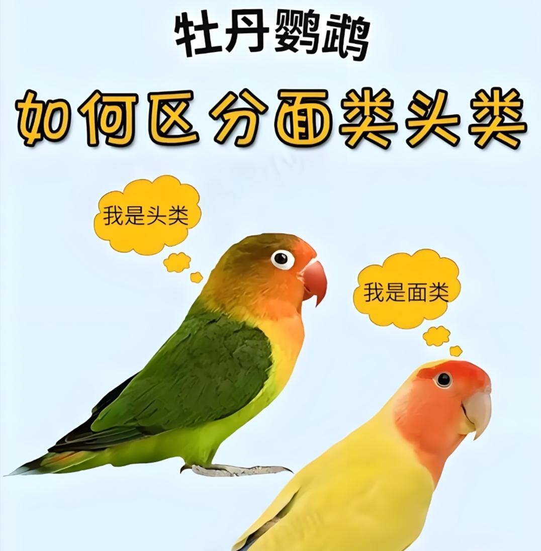牡丹鹦鹉头类和面类的区别。以及颜色配对