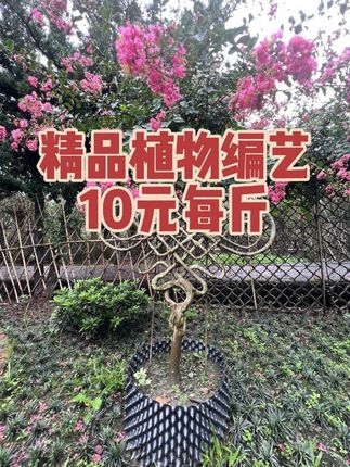 精品植物编艺大甩卖10元每斤@刘大师植物编织艺术园 #紫薇花瓶 #庭院设计 #园林设计 #紫薇篱笆墙