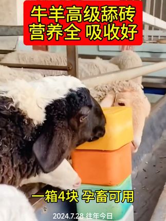#舔砖 #盐砖 #牛羊舔砖 #羊吃盐 #牛羊盐砖