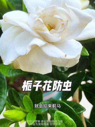 栀子花上有蓟马蚜虫蚧壳虫白粉虱,用它喷一喷,虫子没有了,叶片和花苞上干干净净,平时半个月喷一次提前做好预防,这样你的栀子花就很少出现虫害还爱开花#栀子花 #栀子花养护 #虫害防治 #杀虫水乳剂 #无限回购的宝藏单品