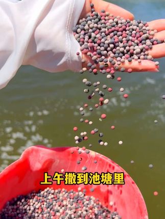 #粪硫菌 改底除臭净水直接干撒